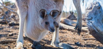Känguru-Baby im Beutel