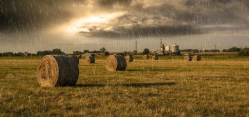 Feld mit Rundballen bei Regen