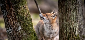 Rotfuchs neben einem Baum im Wald