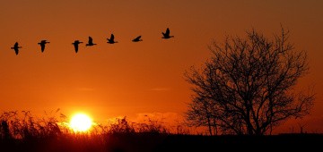 Zugvögel im Sonnenuntergang