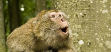 Affe staunt mit Mund offen Affe staunt mit Mund offen