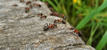 Ameisen auf einem Stein