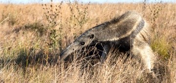 Ameisenbär in der Natur Ameisenbär in der Natur