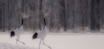 Vögel im Schnee