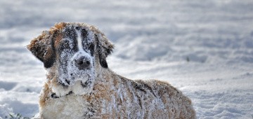 Bernhardiner im Schnee