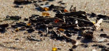 Bernsteine am Strand