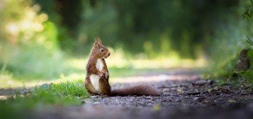 Eichhörnchen auf Futtersuche