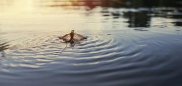 Eintagsfliege auf Fluss im Sonnenuntergang