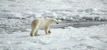 Eisbär im Schnee