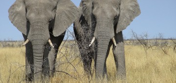 Elefanten in Afrika Elefanten in Afrika