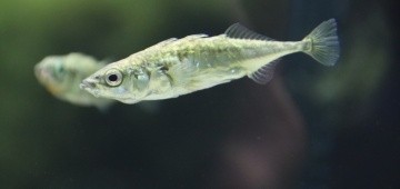 Fisch unter Wasser Fisch unter Wasser