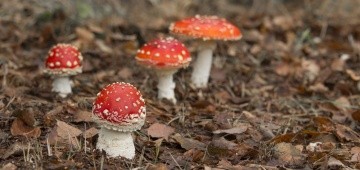 Fliegenpilze im Herbstlaub Fliegenpilze im Herbstlaub