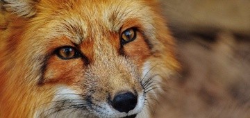 Porträt eines Fuchses
