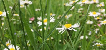 Gänseblumen auf Wiese Gänseblumen auf Wiese
