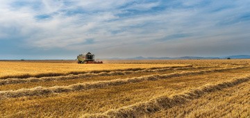 Traktor erntet Getreide Traktor erntet Getreide