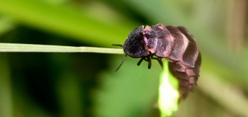 Leuchtendes Glühwürmchen auf Paarungssuche Leuchtendes Glühwürmchen auf Paarungssuche