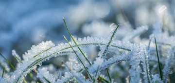 Grashalme im Schnee Grashalme im Schnee