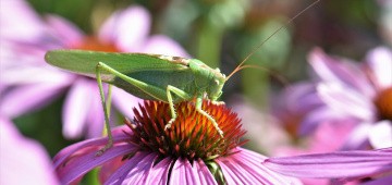Grashüpfer sitzt auf Blume Grashüpfer sitzt auf Blume
