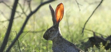 Hase auf der Wiese