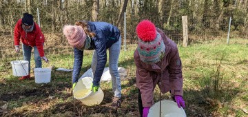 Frisch gepflanzte Sträucher einwässern