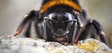 Hummel in Nahaufnahme von vorne Hummel in Nahaufnahme von vorne