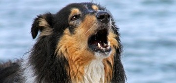 Collie bellt Collie bellt