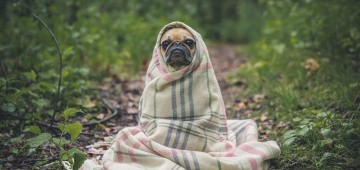 Hund mit Decke auf Waldboden Hund mit Decke auf Waldboden