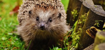 Igel auf Futtersuche