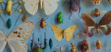 Insekten in einer Ausstellung