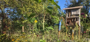 Insektennisthilfe in naturnahem Garten