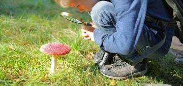 Junge betrachtet Fliegenpilz Junge betrachtet Fliegenpilz