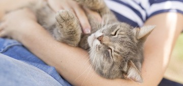 Kind streichelt Katze Kind streichelt Katze