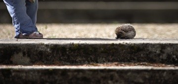 Ein Kind betrachtet einen Igel Ein Kind betrachtet einen Igel