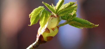 Kastanienblätter wachsen aus Knospe