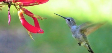 Kolibri im Flug vor einer Blüte