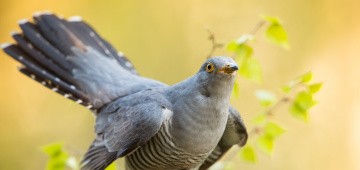 Kuckuck auf Zaunpfahl Kuckuck auf Zaunpfahl