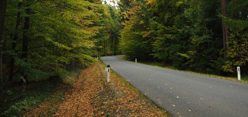 Landstraße zwischen Bäumen Landstraße zwischen Bäumen