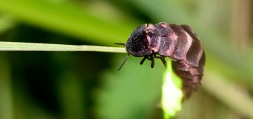 Leuchtendes Glühwürmchen auf Paarungssuche