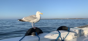 Möwe sitzt auf Bootskante