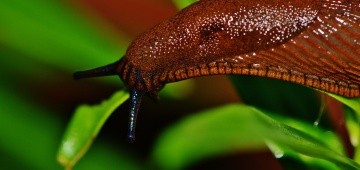 Nacktschnecke auf einem Blatt Nacktschnecke auf einem Blatt