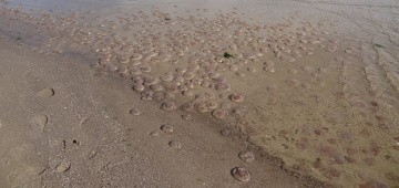 Viele Ohrenquallen an der Ostsee