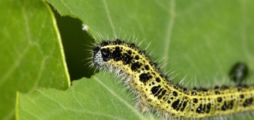 Raupe frisst Kohlblatt Raupe frisst Kohlblatt