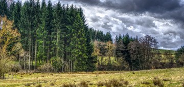 Regenwolke über Wald