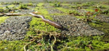 Regenwurm kriecht über die Straße