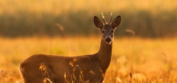 Rehbock auf herbstlicher Wiese