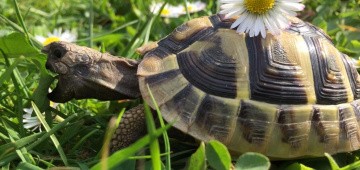 Schildkröte frisst ein Blatt