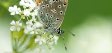 Schmetterling auf einer weißen Blüte