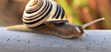 Schnecke mit Schneckenhaus