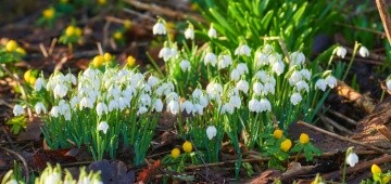 Schneeglöckchen im Wald