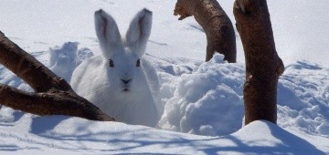 Weißer Hase im Schnee